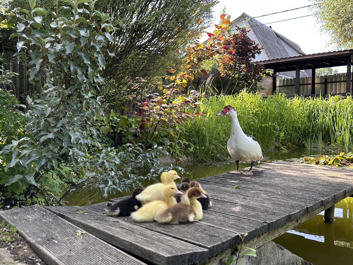 Одинцово, Утиные истории, Экология, Подмосковье