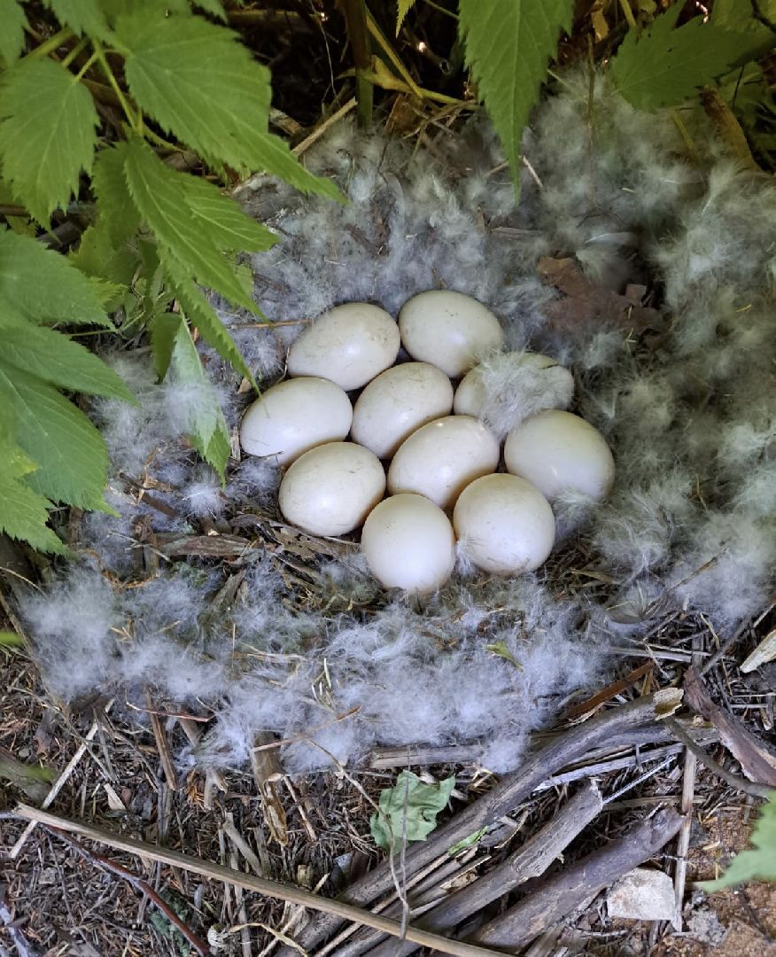 Одинцово, Утиные истории, Экология, Подмосковье