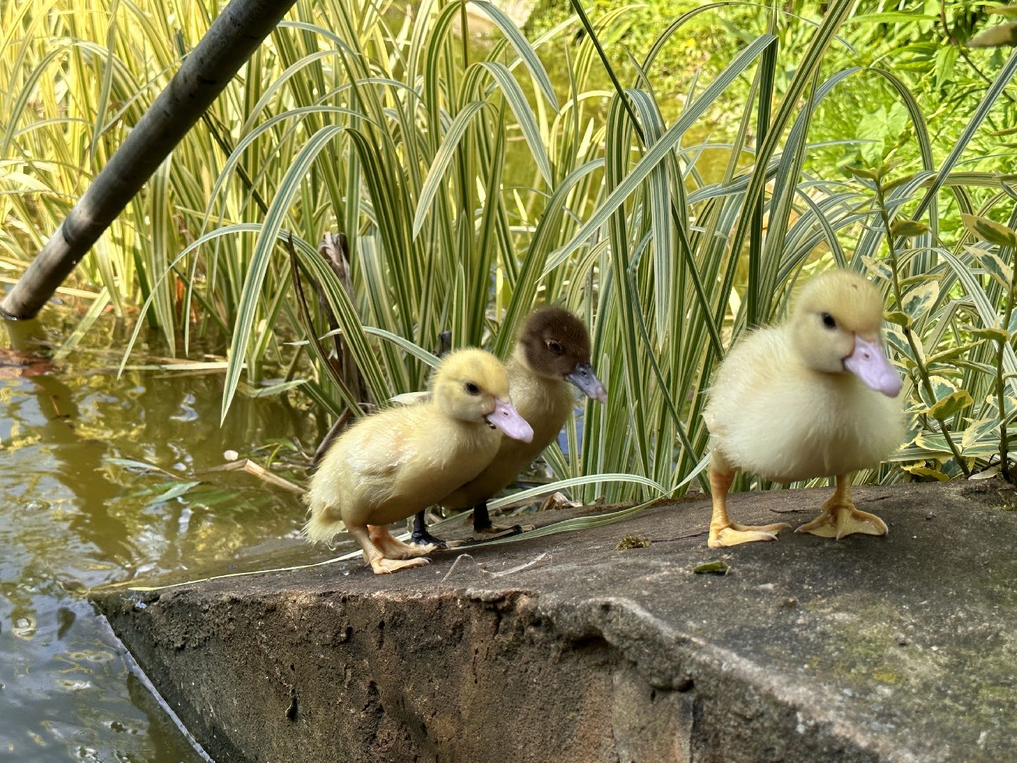 Одинцово, Утиные истории, Экология, Подмосковье