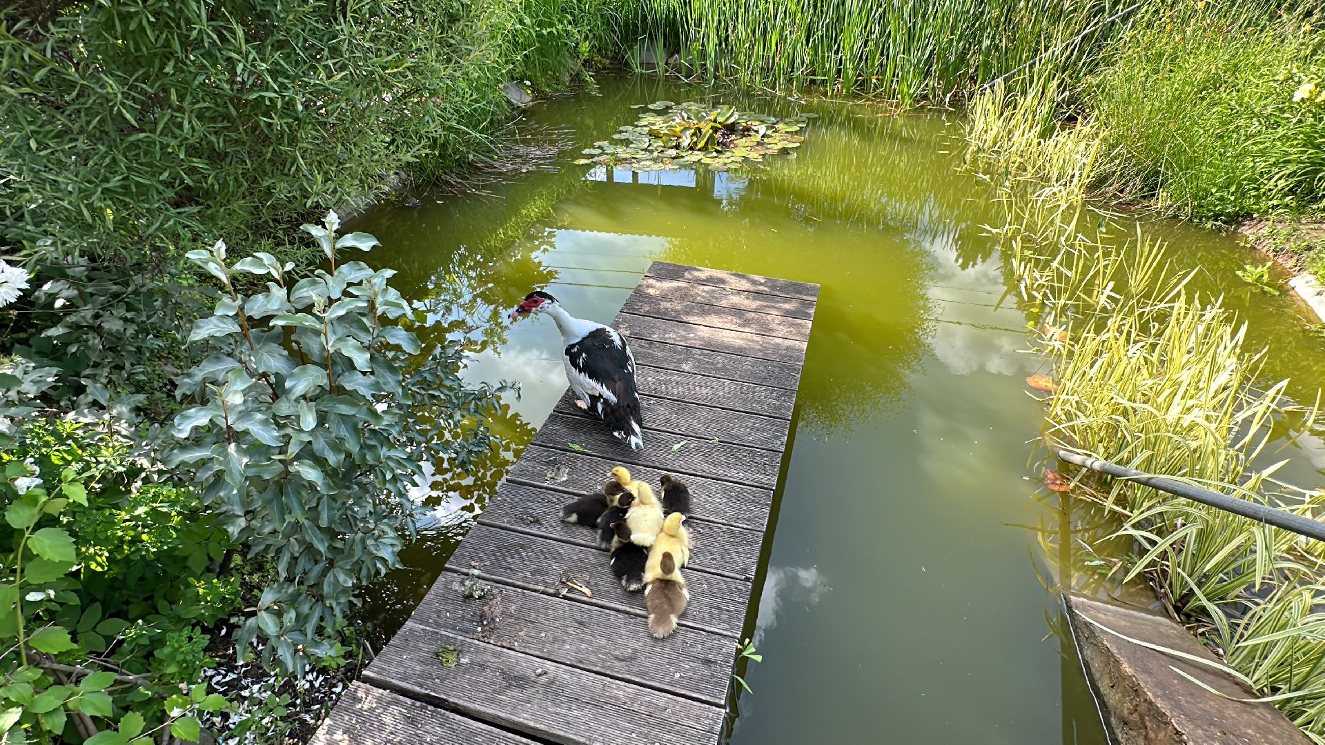 Одинцово, Утиные истории, Экология, Подмосковье