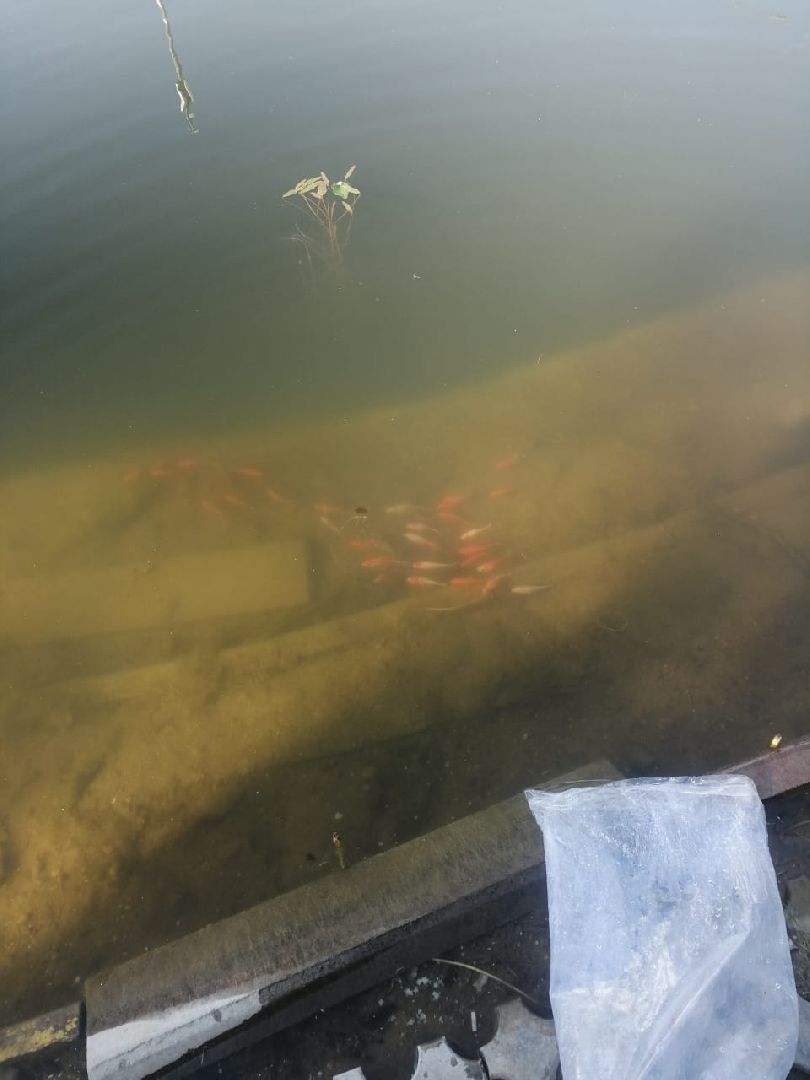 парк, рыба, пруд