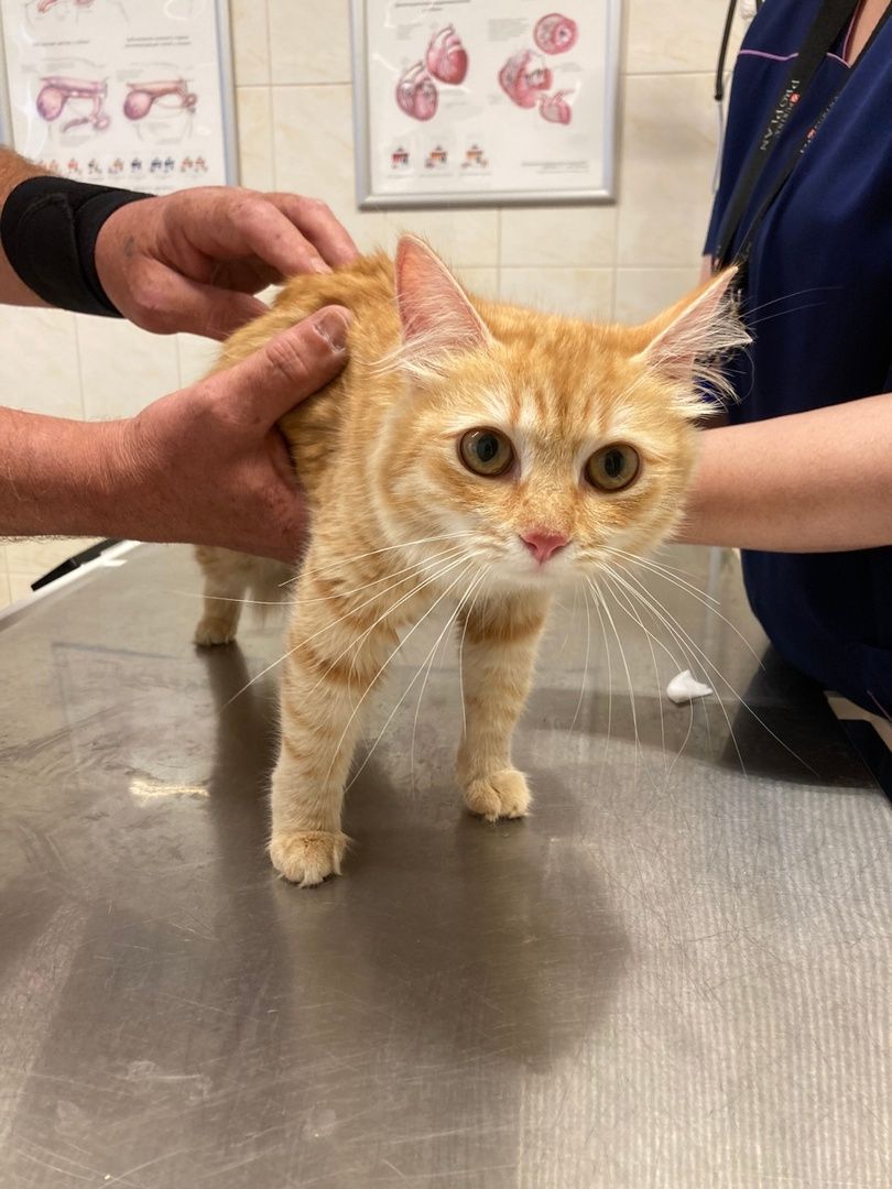 Солнечногорск, животные, ветеринарная станция, электронные карты, общая база