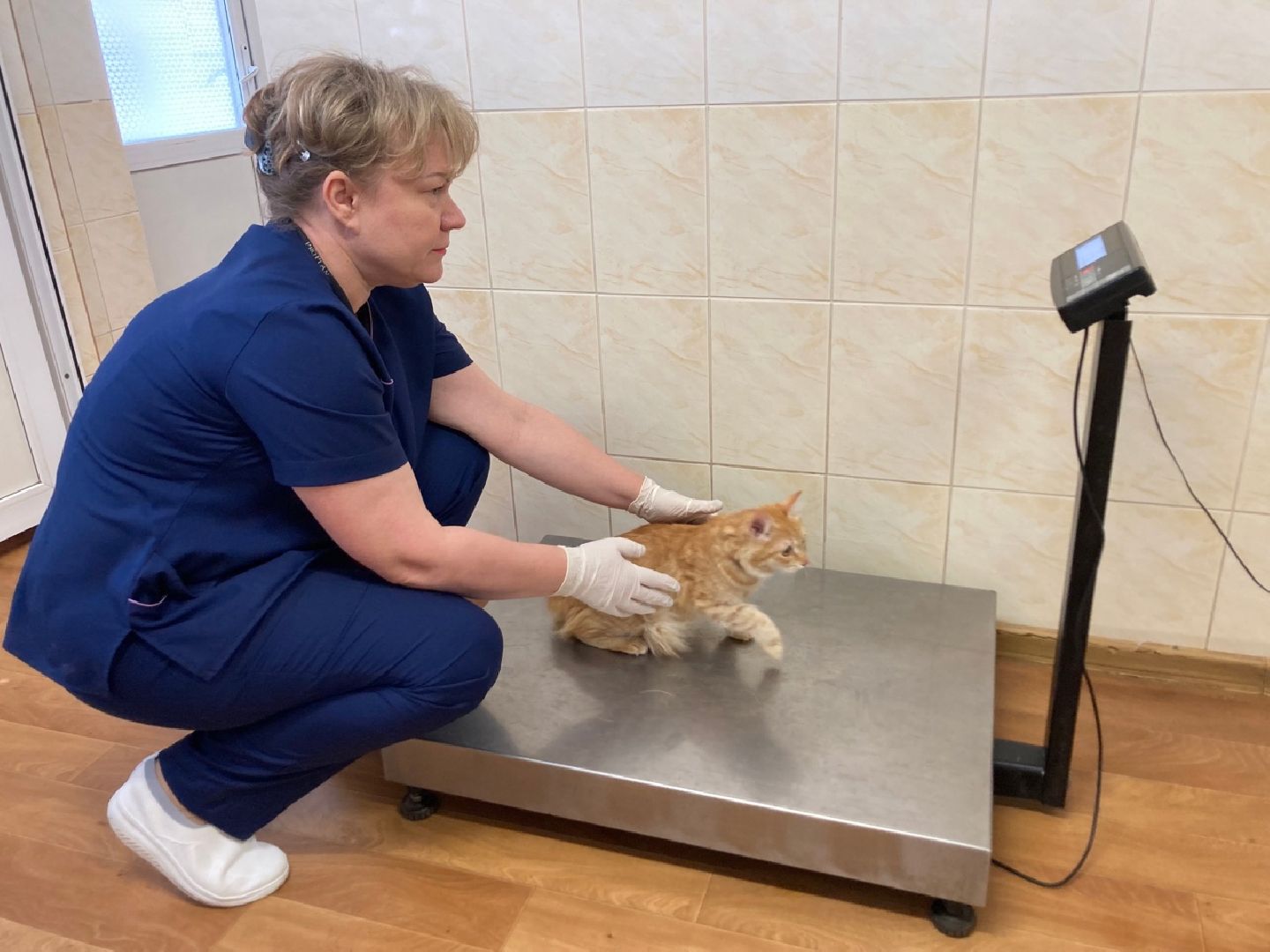 Солнечногорск, животные, ветеринарная станция, электронные карты, общая база