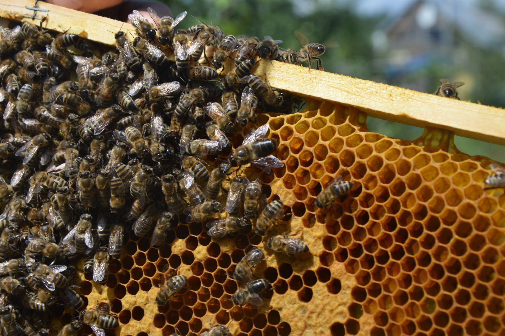 #Шатура, #Коробово_лицей, #родничок, #рабочая_пчела, #Сергей_Селиверстов, #уникальное_видео, #эксклюзив, #пчела, #улей