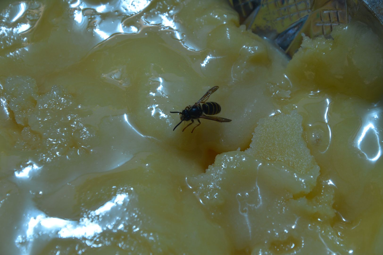 #Шатура, #Коробово_лицей, #родничок, #рабочая_пчела, #Сергей_Селиверстов, #уникальное_видео, #эксклюзив, #пчела, #улей