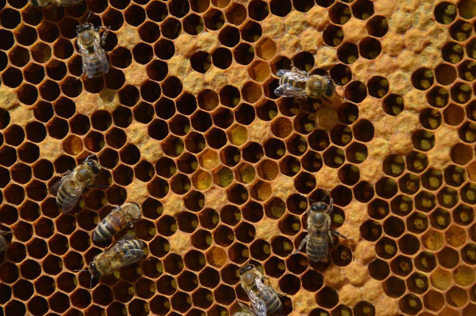 #Шатура, #Коробово_лицей, #родничок, #рабочая_пчела, #Сергей_Селиверстов, #уникальное_видео, #эксклюзив, #пчела, #улей