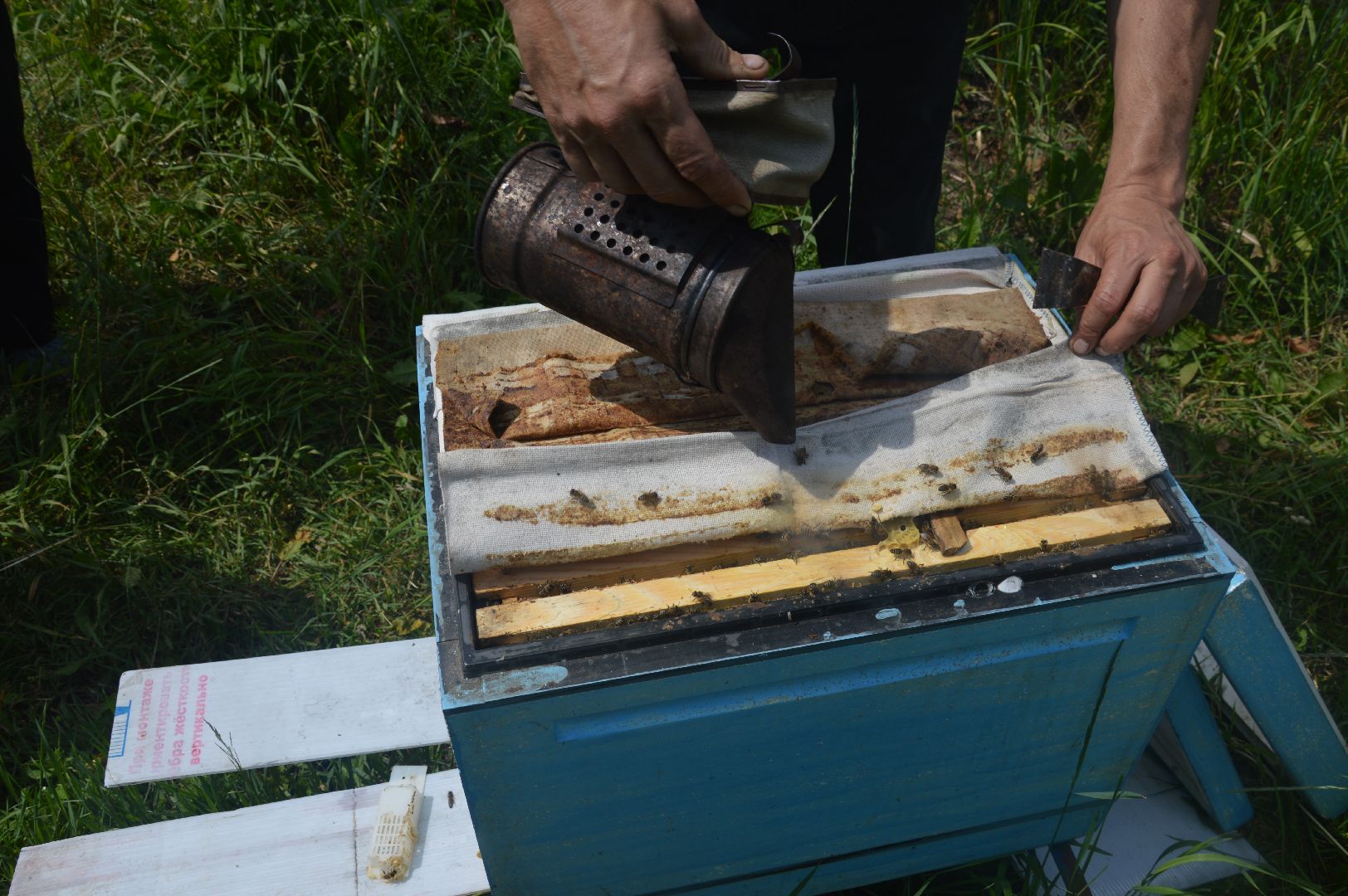 #Шатура, #Коробово_лицей, #родничок, #рабочая_пчела, #Сергей_Селиверстов, #уникальное_видео, #эксклюзив, #пчела, #улей