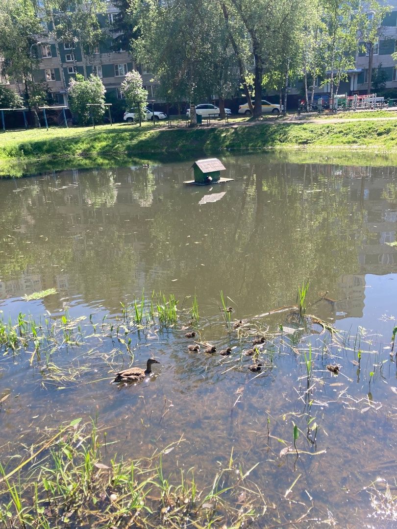 Солнечногорск, озеро, утки, социальный проект, Сенеж