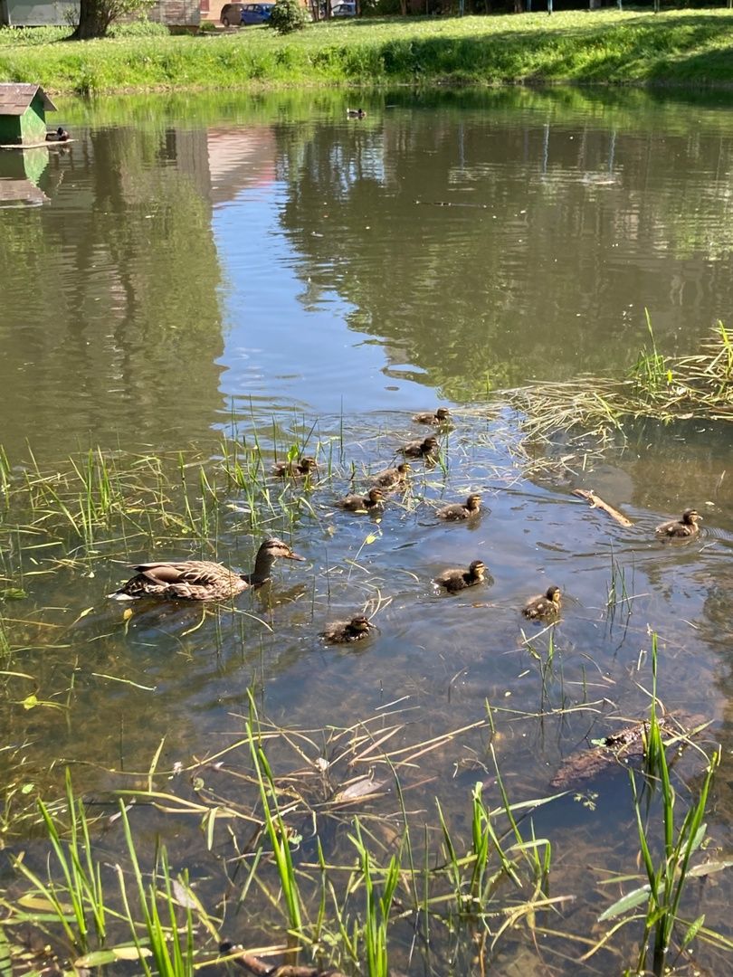 Солнечногорск, озеро, утки, социальный проект, Сенеж