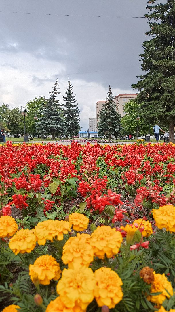Серпухов, Подмосковье, клумбы, цветы, общественное место