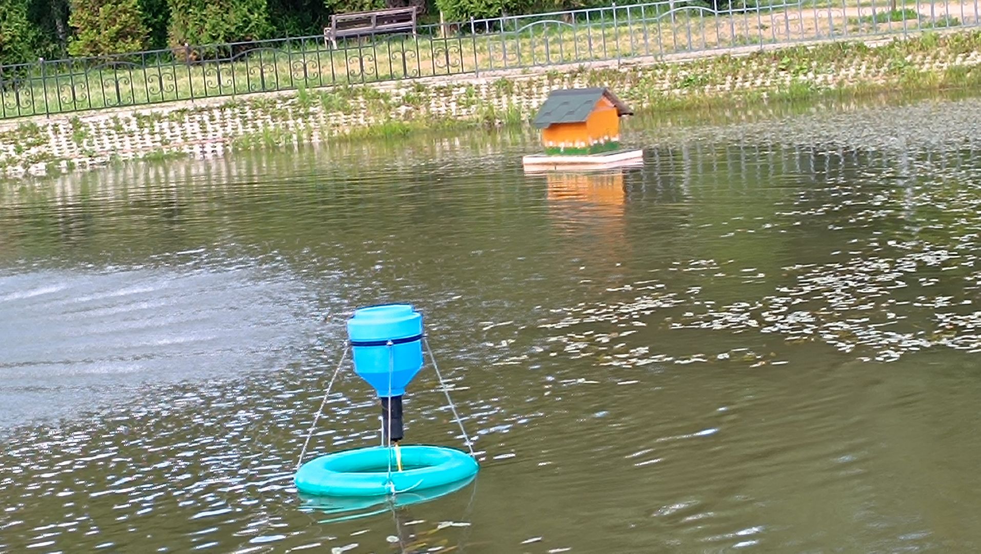 пруд, рыба, парк