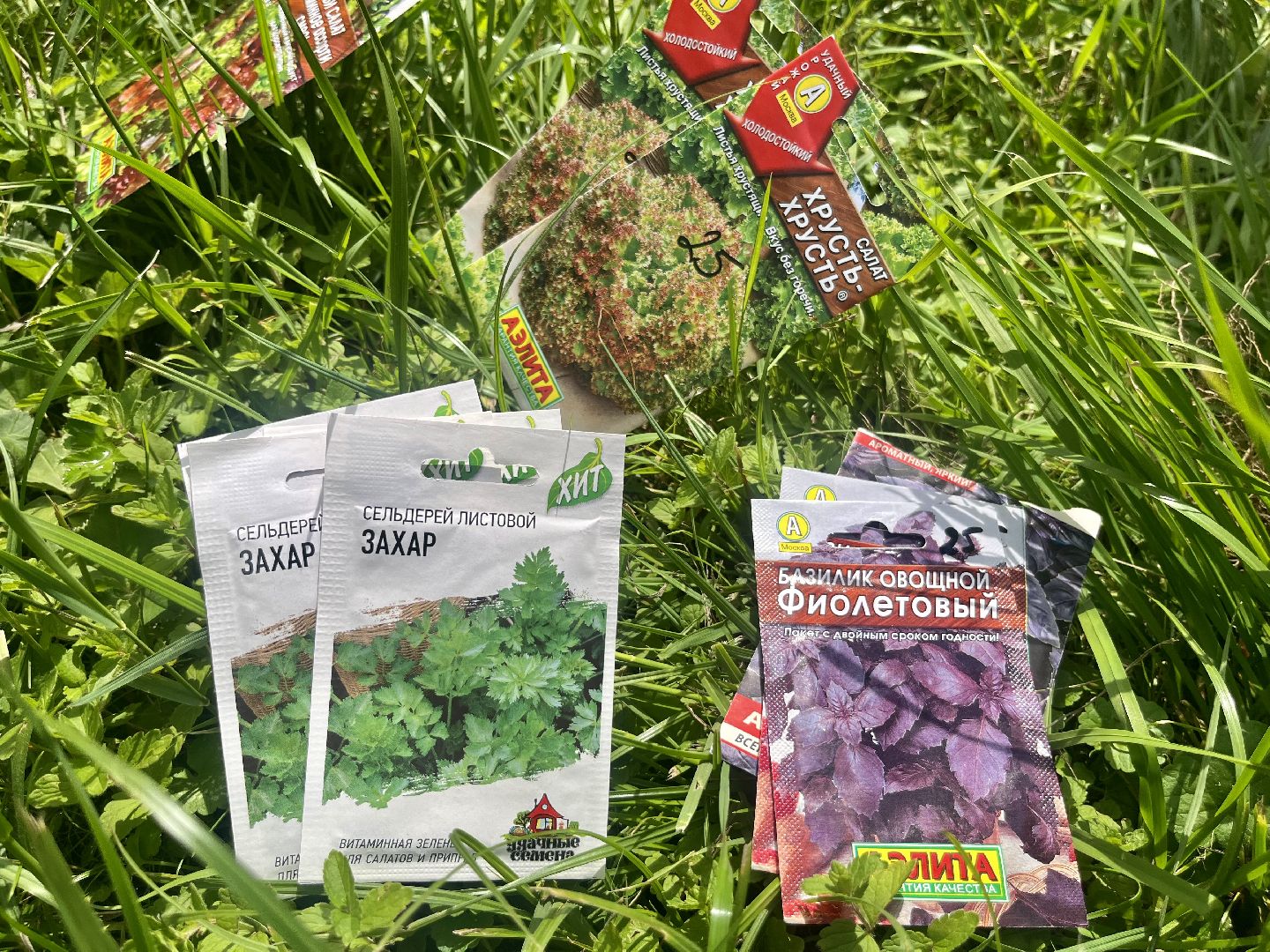 Наро-Фоминск, Центральный парк, общественный огород, Подмосковье, лето в Подмосковье