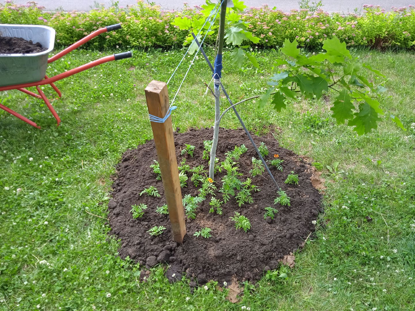 Город-сад, Парк-сити, цветы, волонтёры, посадка