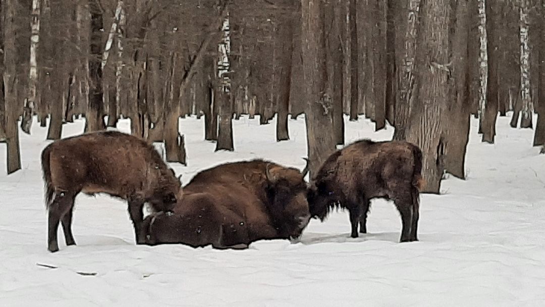 Зима в Подмосковье, Серпухов, заповедник