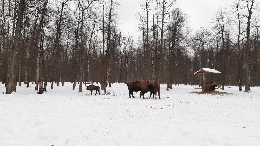 Зима в Подмосковье, Серпухов, заповедник