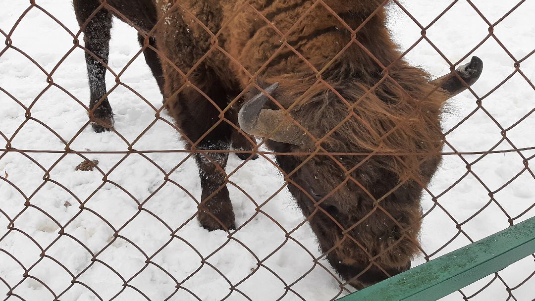 Зима в Подмосковье, Серпухов, заповедник