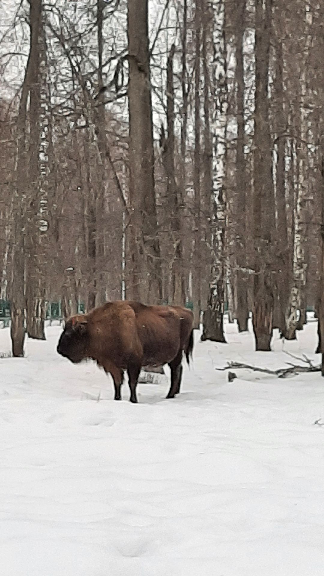 Зима в Подмосковье, Серпухов, заповедник