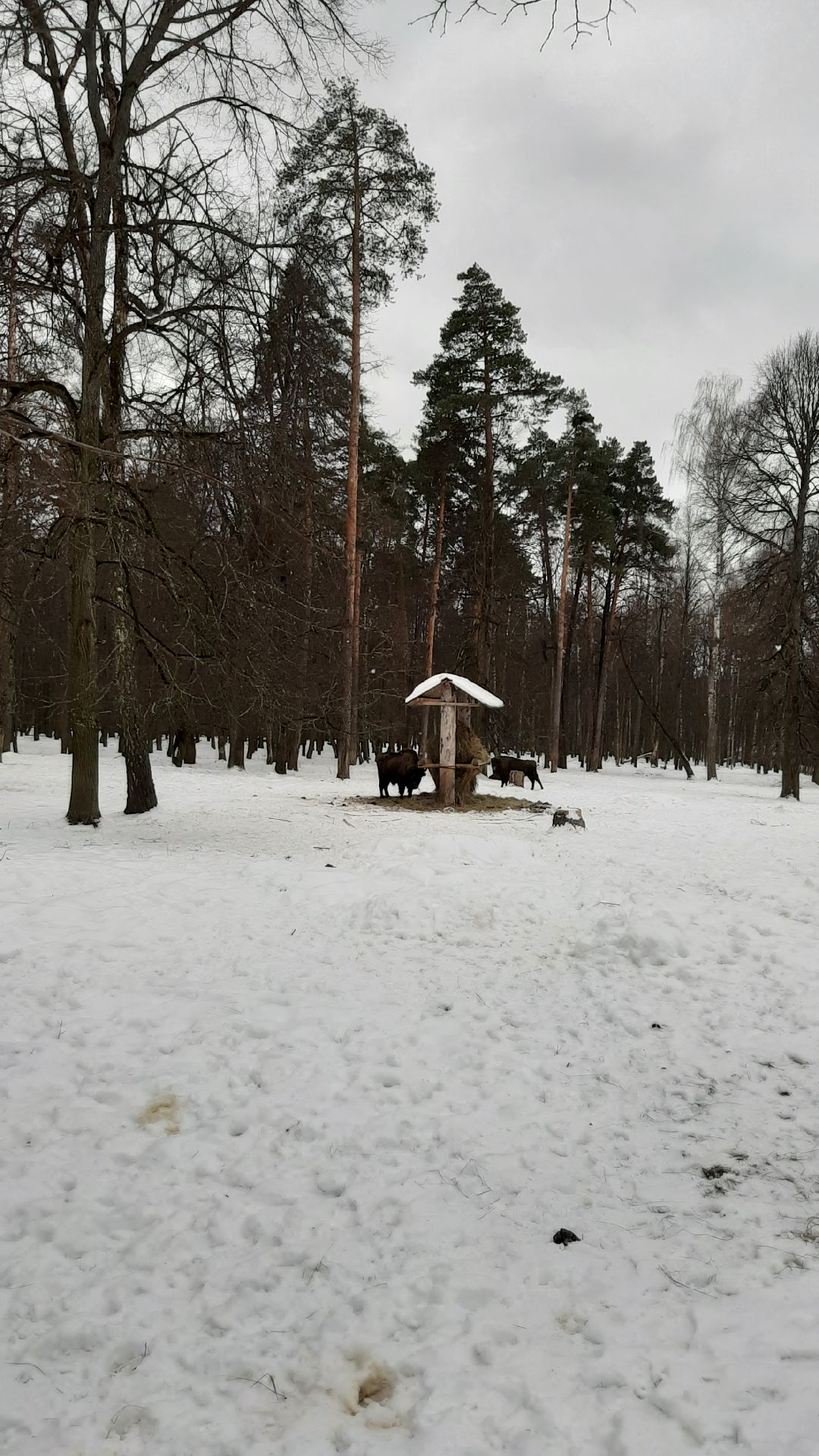 Зима в Подмосковье, Серпухов, заповедник