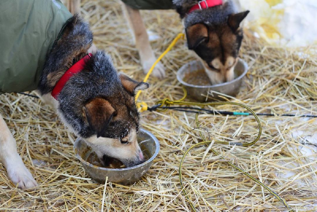 Подмосковье, Собаки, ГонкиНаСобачьихУпряжках, Можайск, Каюр, Байкал, БайкалРейс