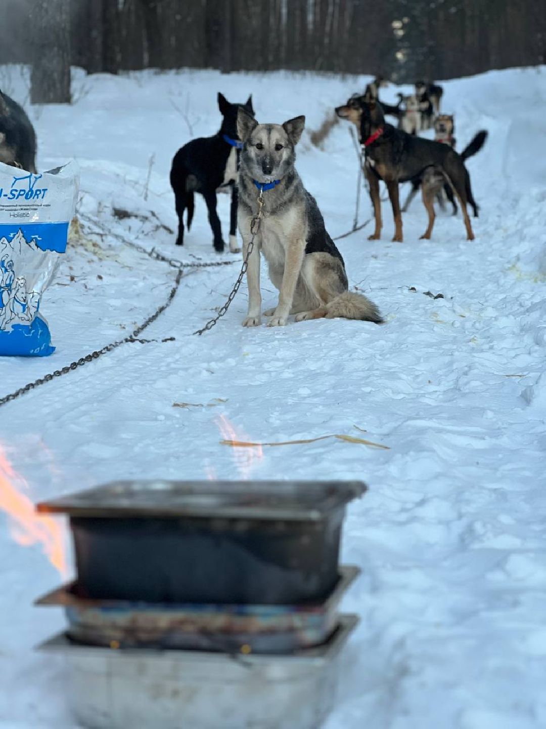Подмосковье, Собаки, ГонкиНаСобачьихУпряжках, Можайск, Каюр, Байкал, БайкалРейс