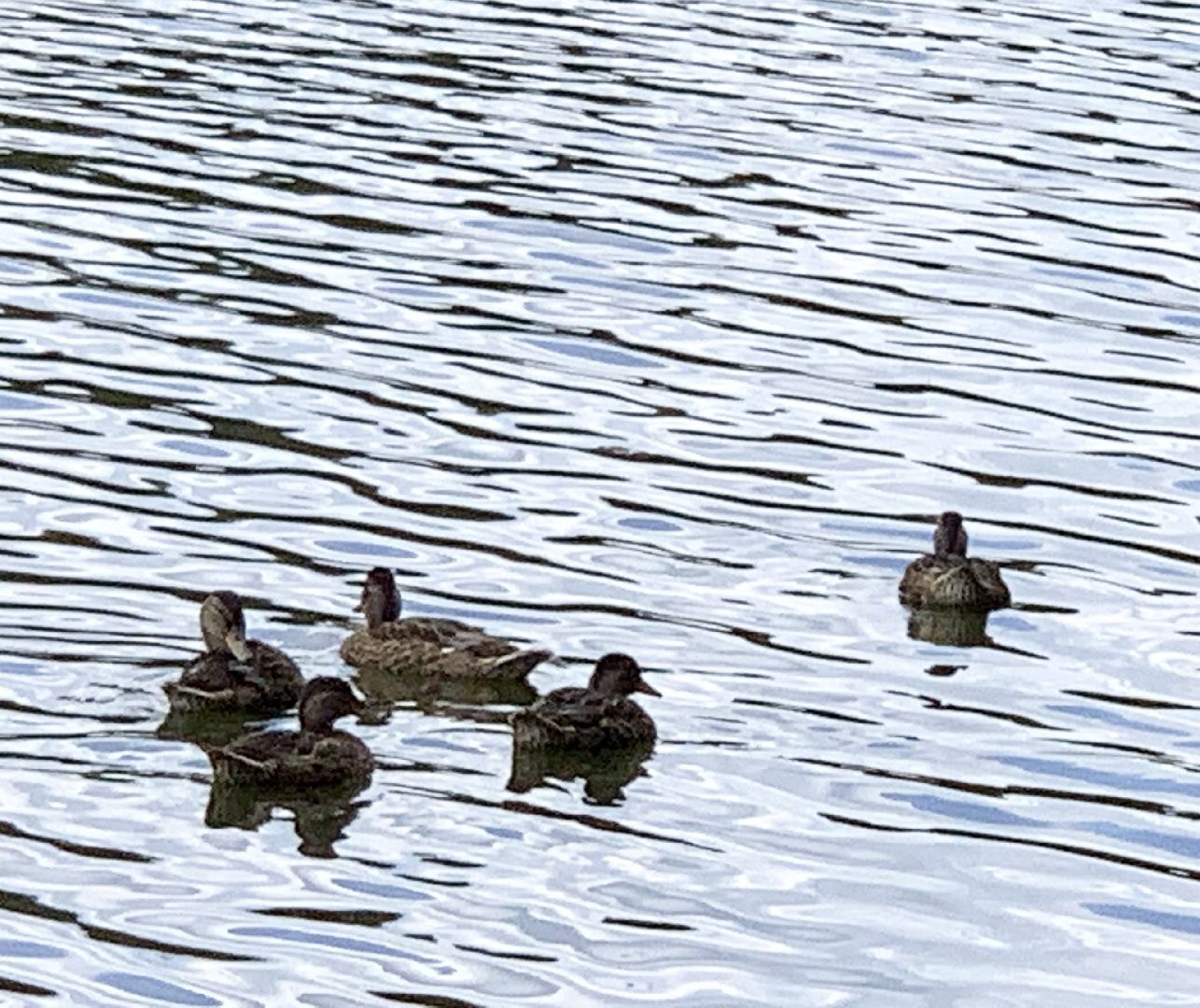 Балашиха, Подмосковье, экология, 100 прудов и озёр,водоёмы