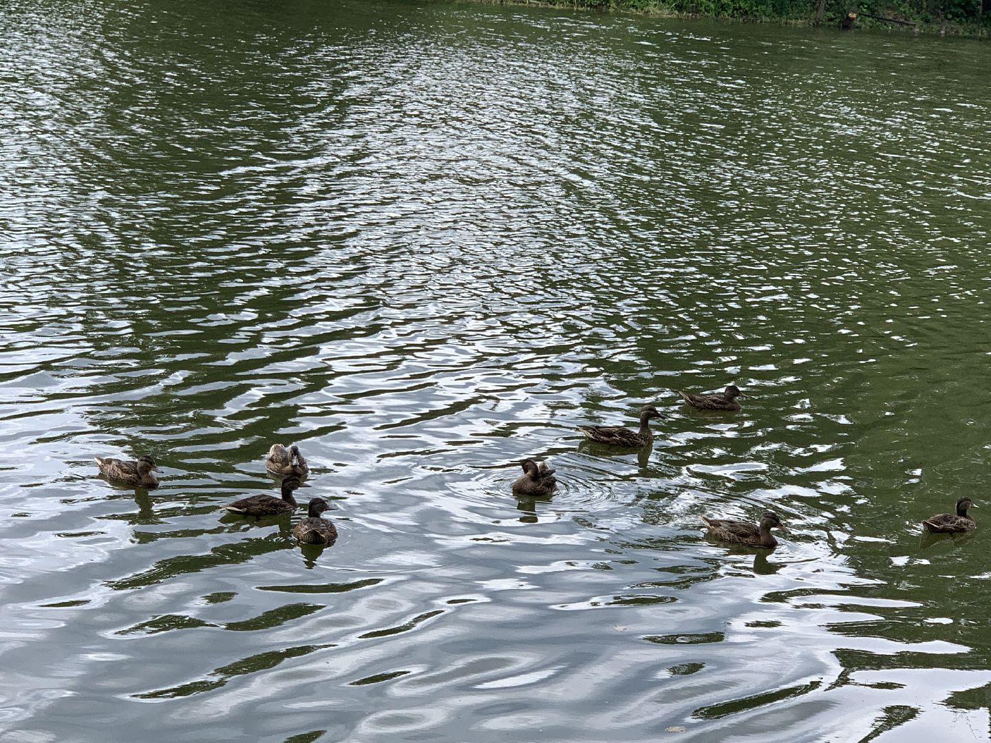 Балашиха, Подмосковье, экология, 100 прудов и озёр,водоёмы
