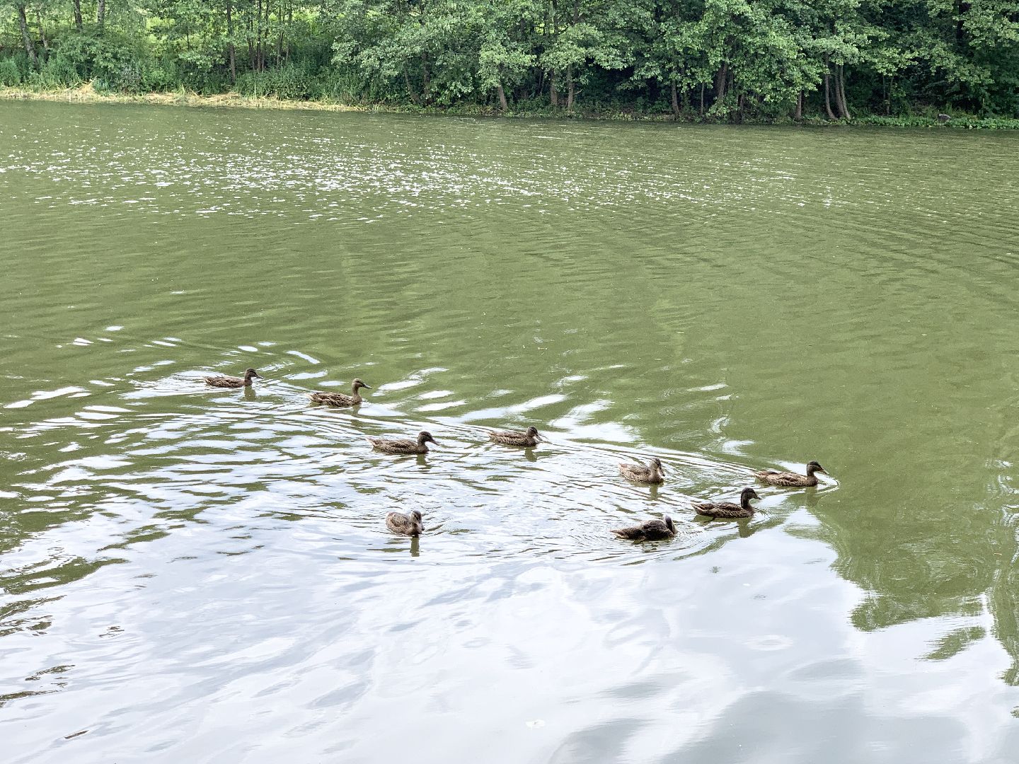 Балашиха, Подмосковье, экология, 100 прудов и озёр,водоёмы