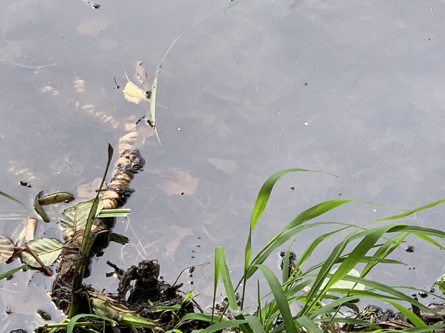 Балашиха, Подмосковье, экология, 100 прудов и озёр,водоёмы