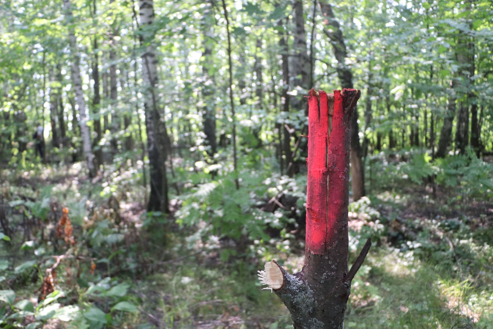 Серебряные Пруды, экология