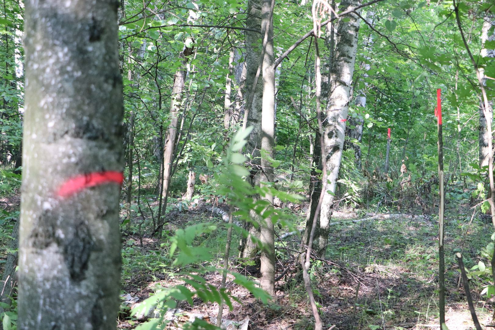 Серебряные Пруды, экология