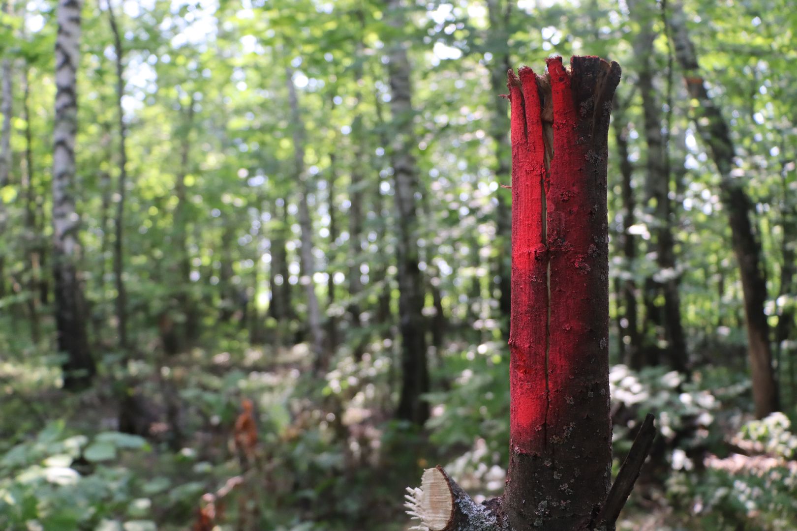 Серебряные Пруды, экология