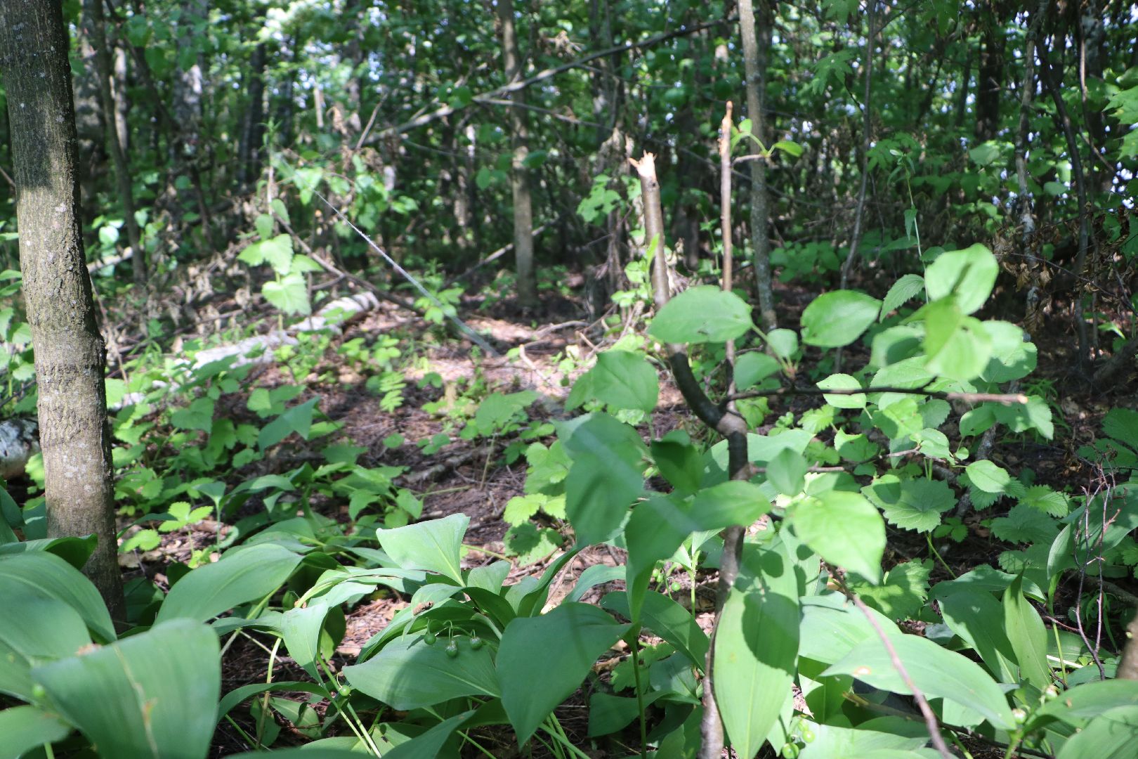 Серебряные Пруды, экология