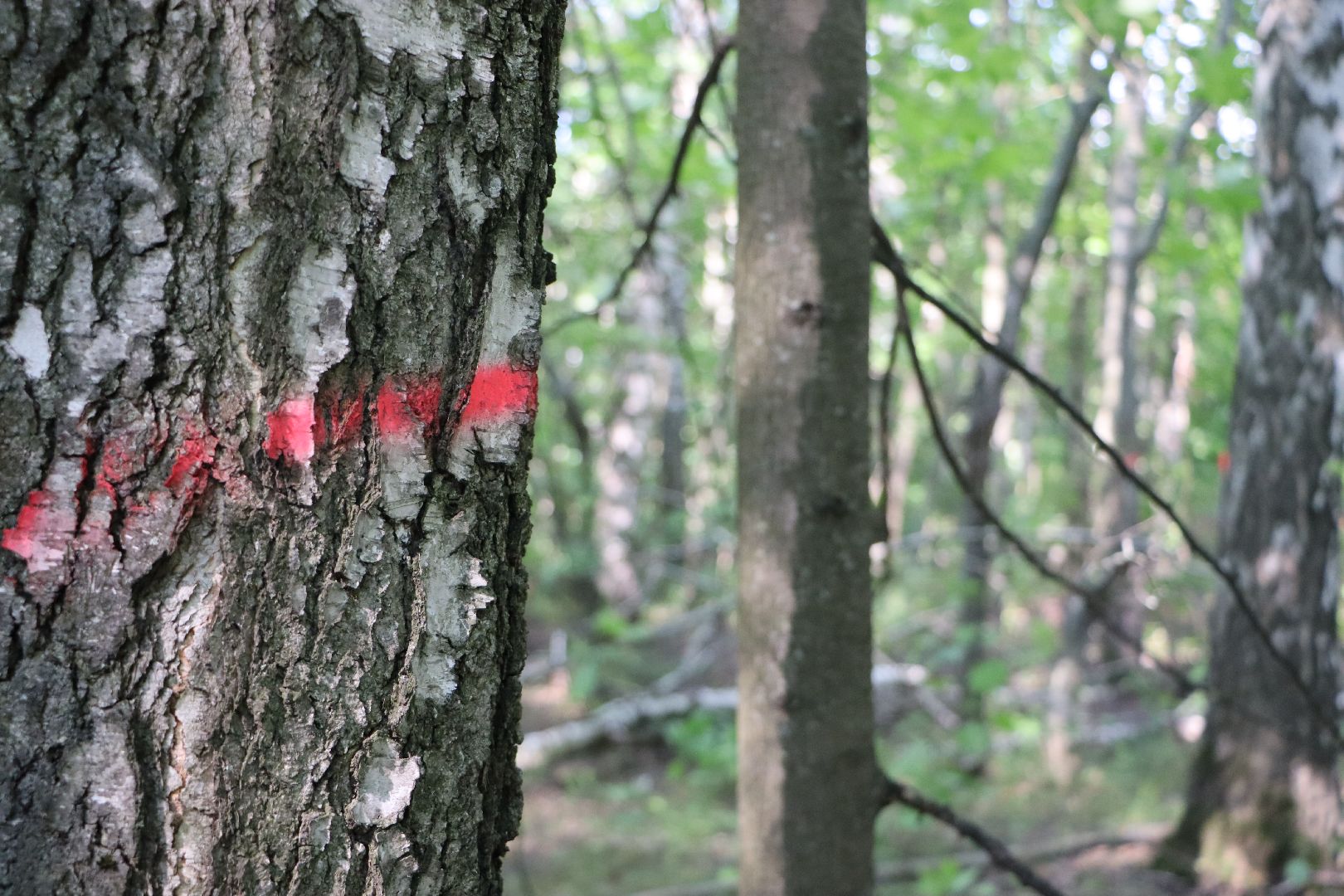Серебряные Пруды, экология
