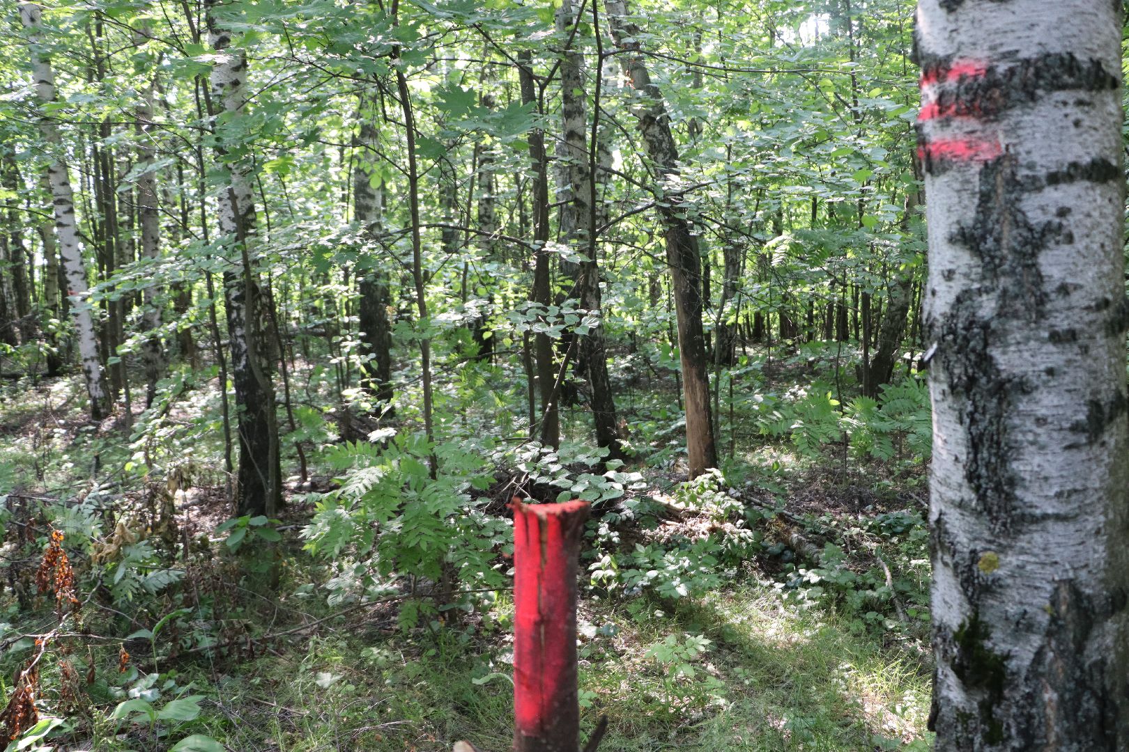 Серебряные Пруды, экология