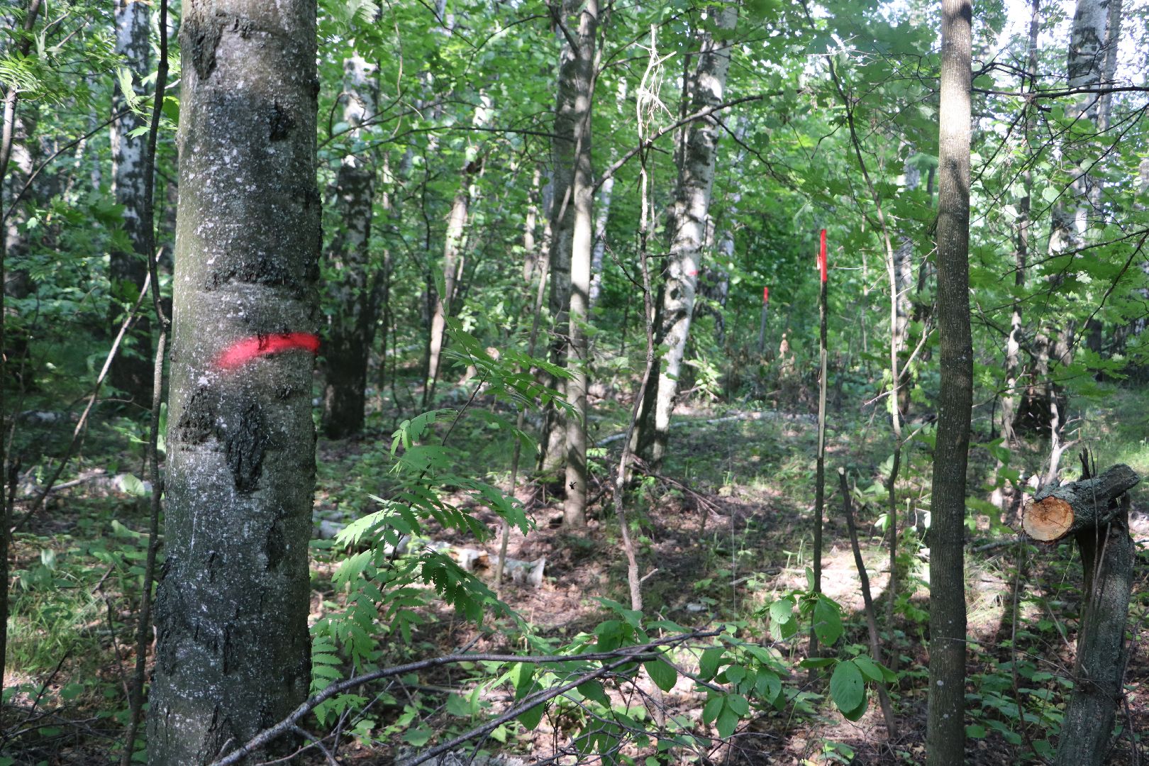 Серебряные Пруды, экология