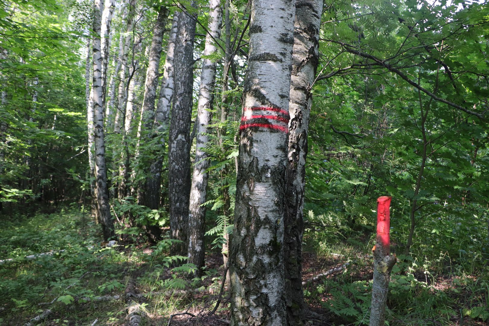 Серебряные Пруды, экология