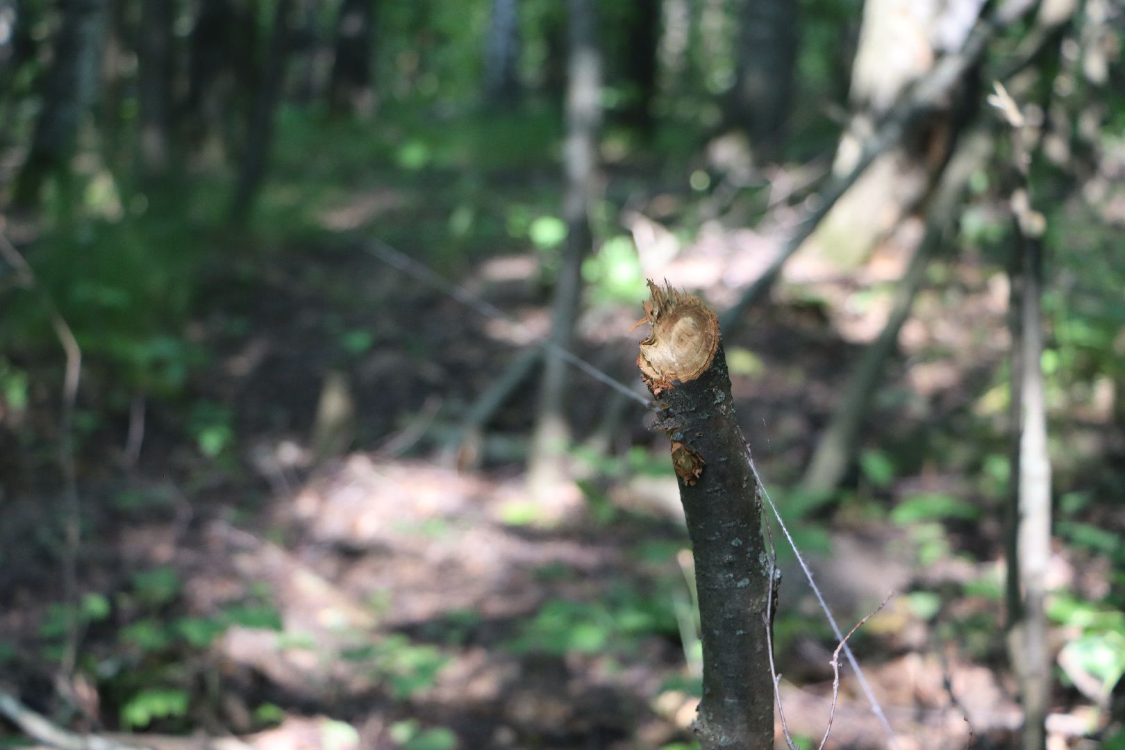 Серебряные Пруды, экология