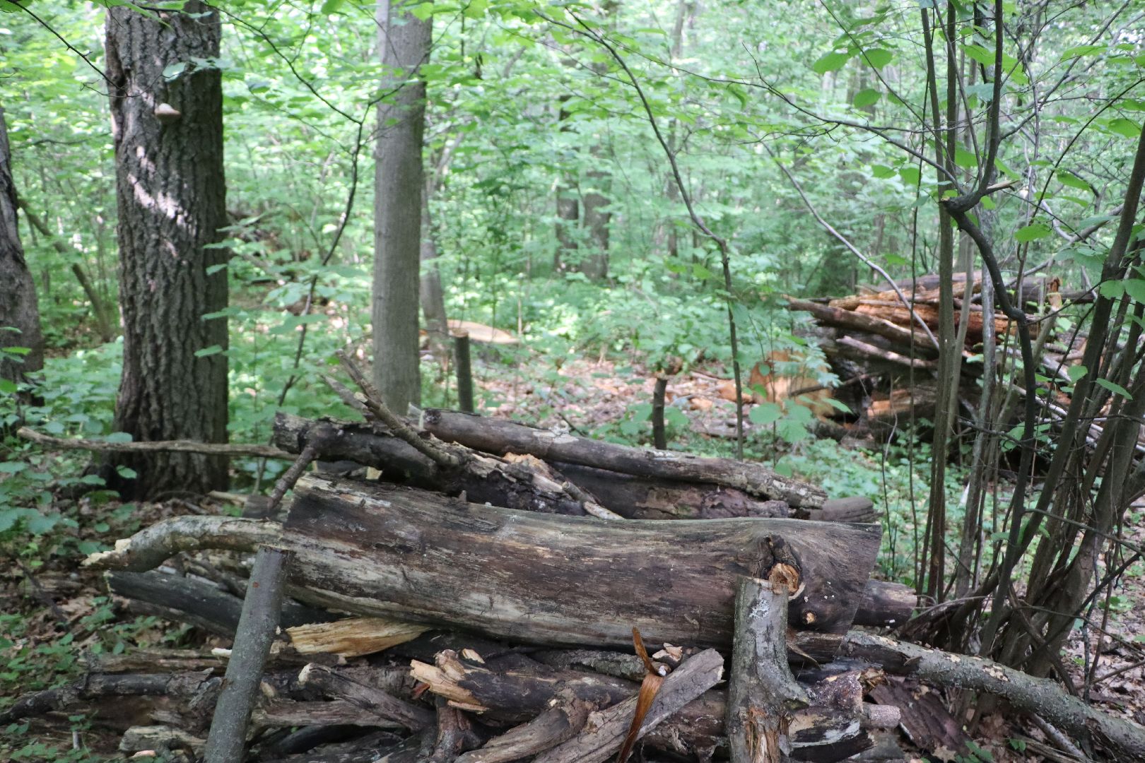 Серебряные Пруды, экология