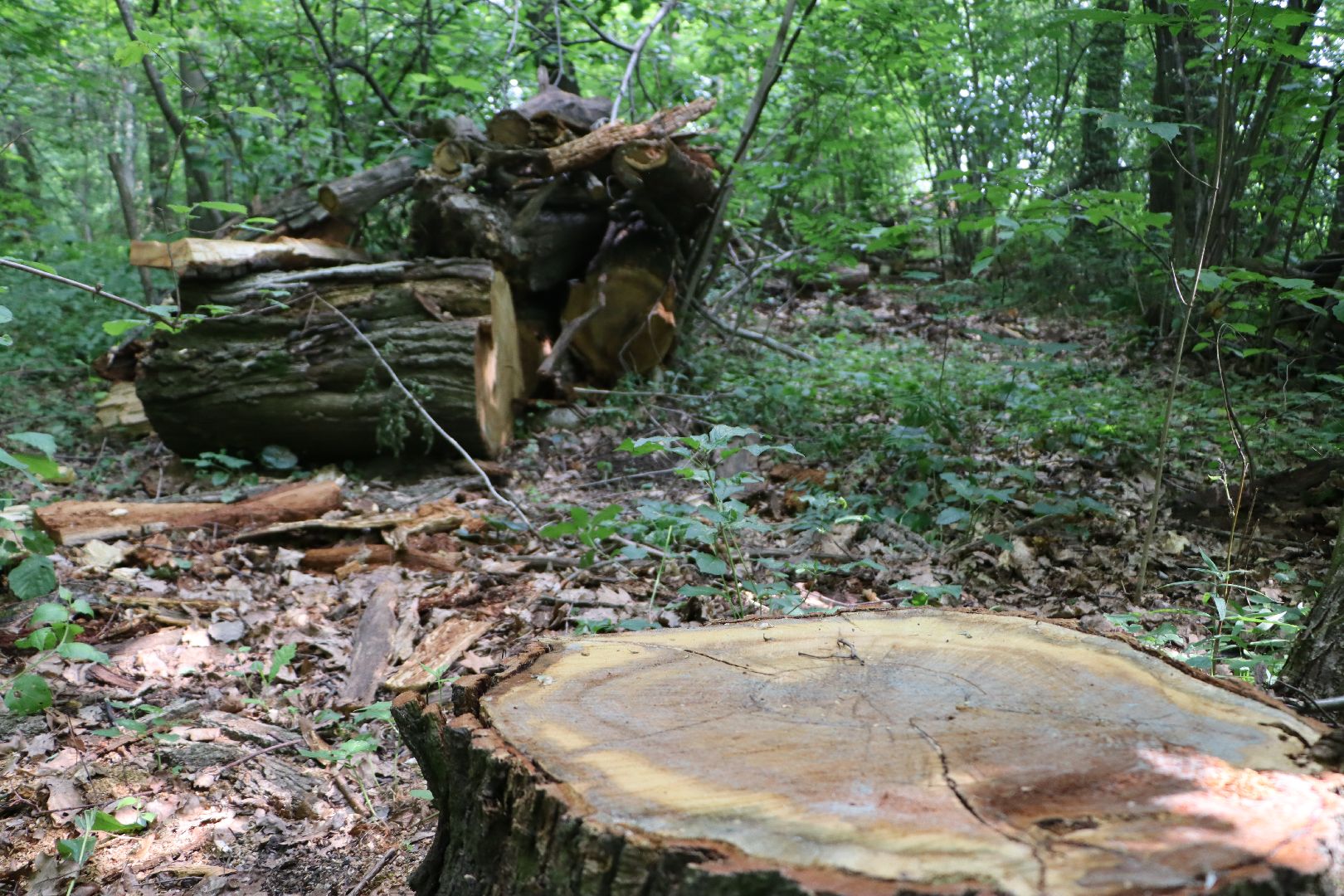 Серебряные Пруды, экология