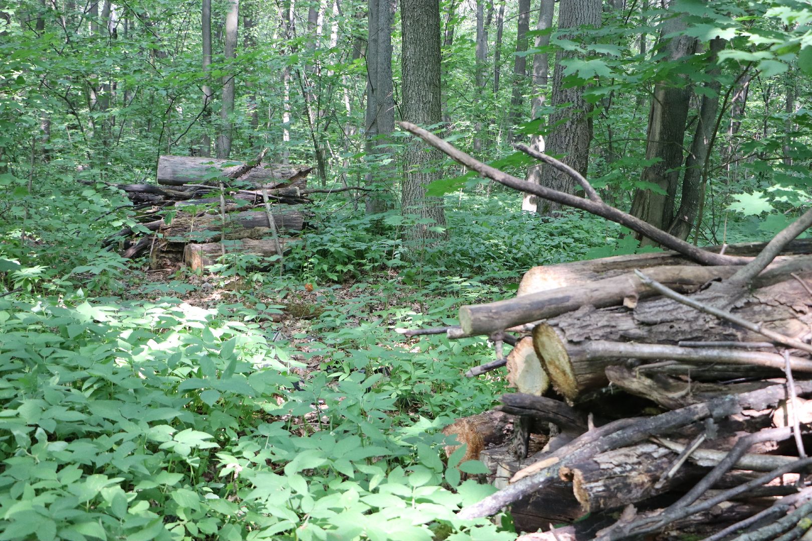 Серебряные Пруды, экология