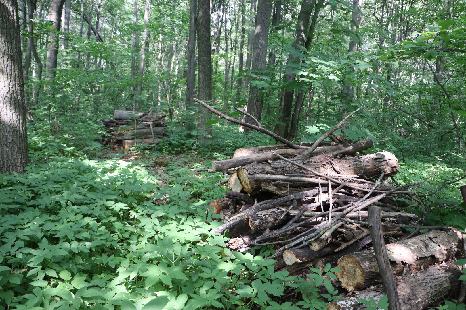 Серебряные Пруды, экология