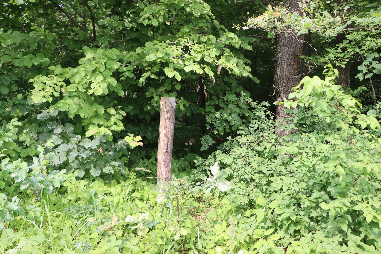 Серебряные Пруды, экология