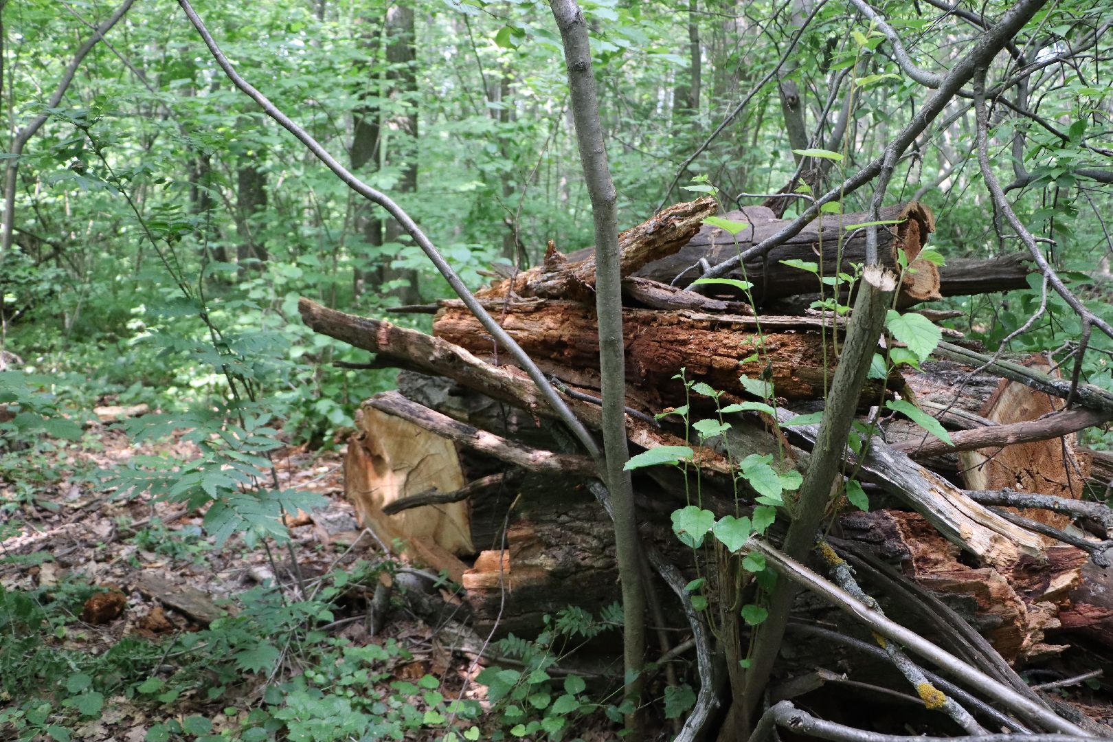 Серебряные Пруды, экология