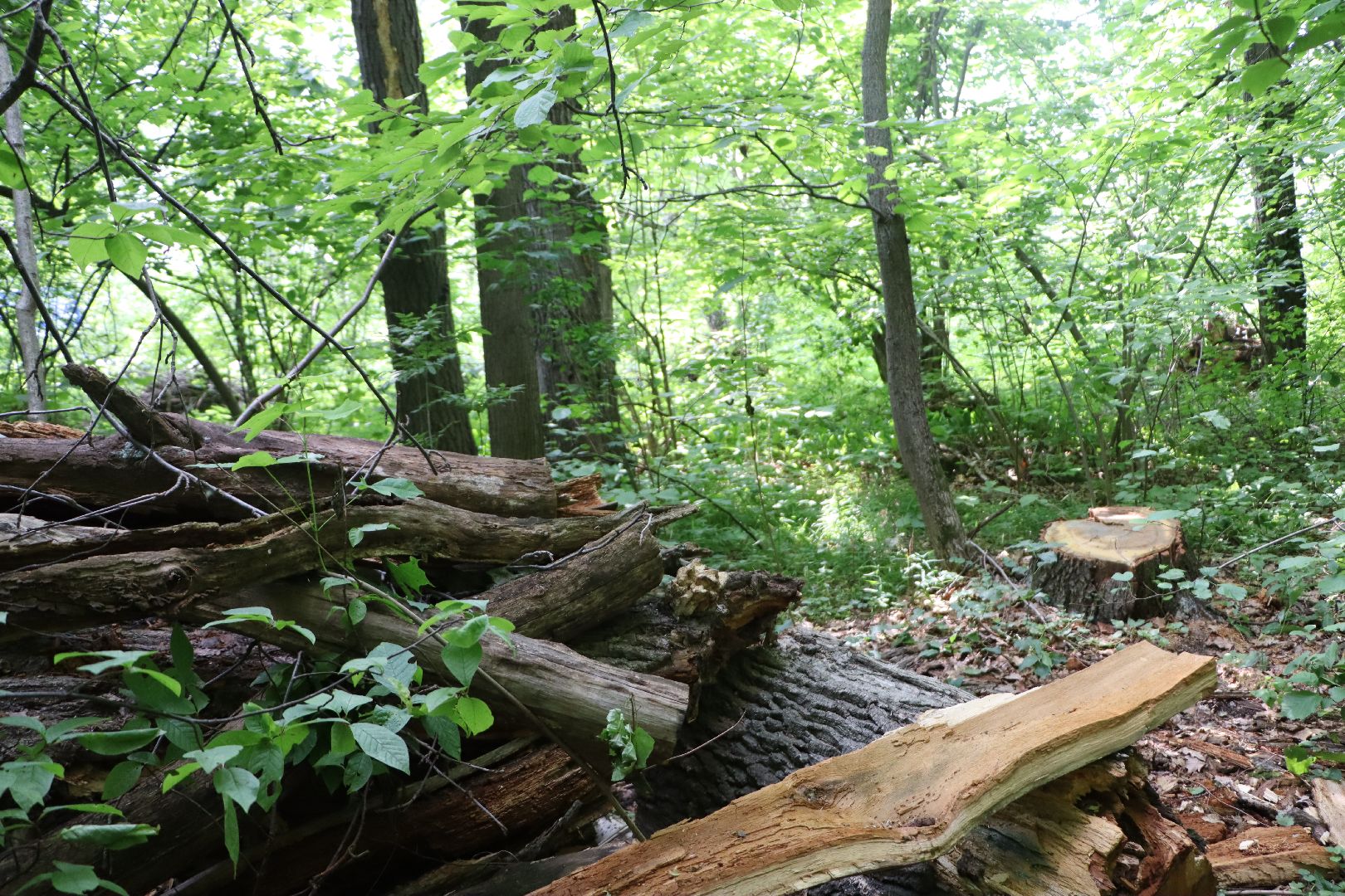 Серебряные Пруды, экология