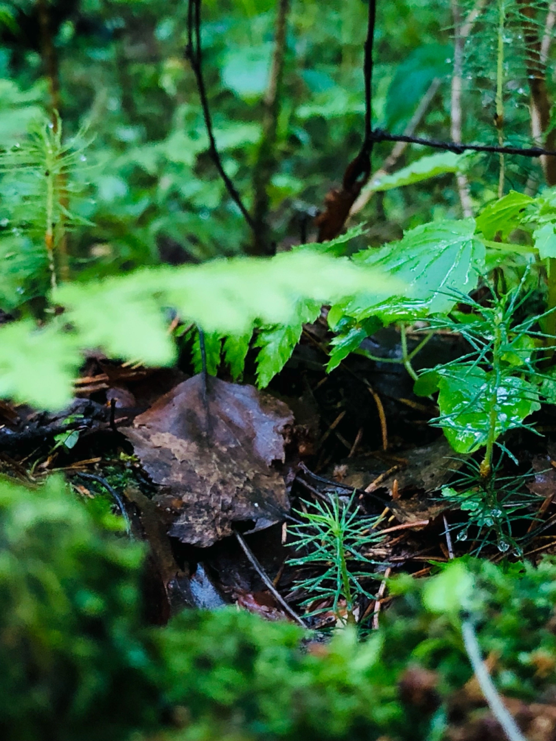 Домодедово, велопрогулка, экскурсия, прогулка, велосипед, местность