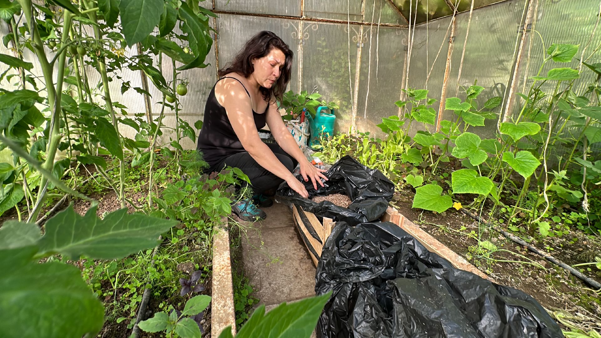 Одинцово, Общество, Экология, Лето, Грибы