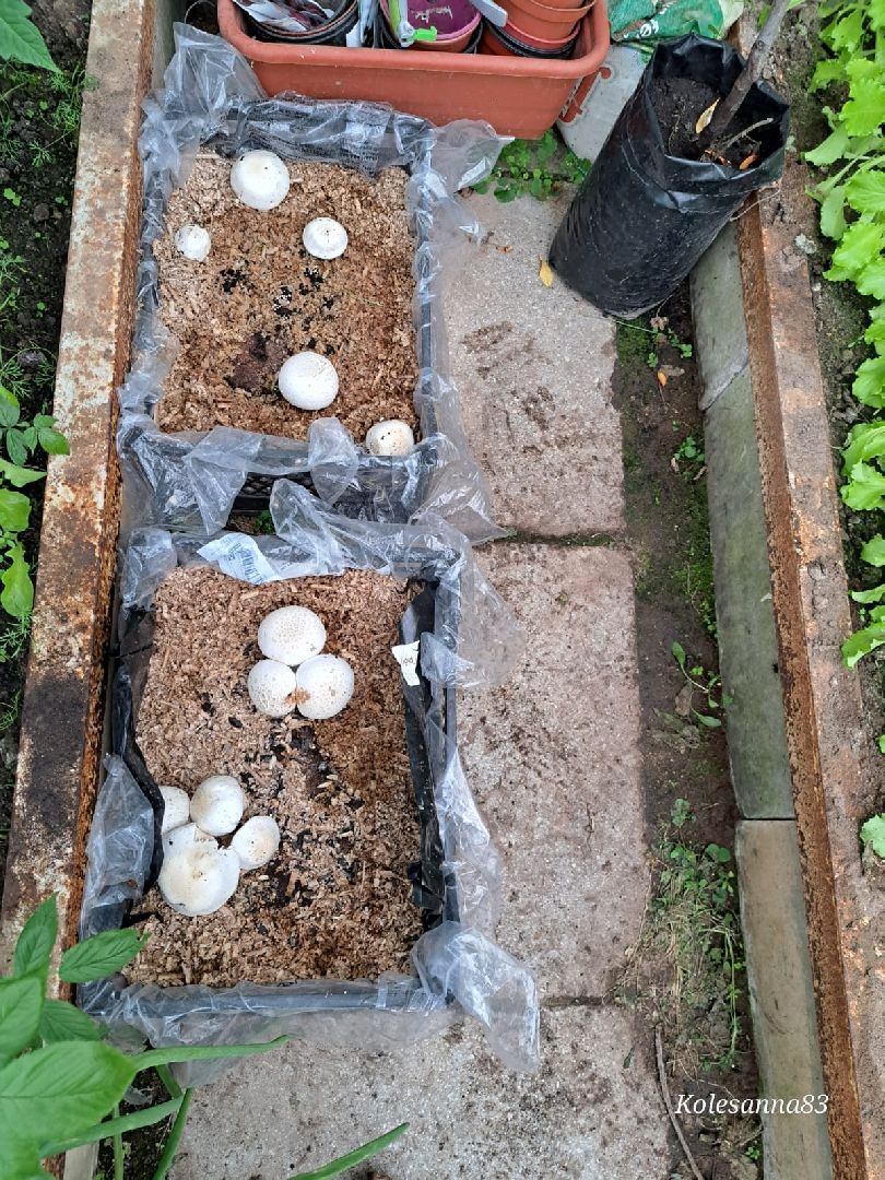 Одинцово, Общество, Экология, Лето, Грибы