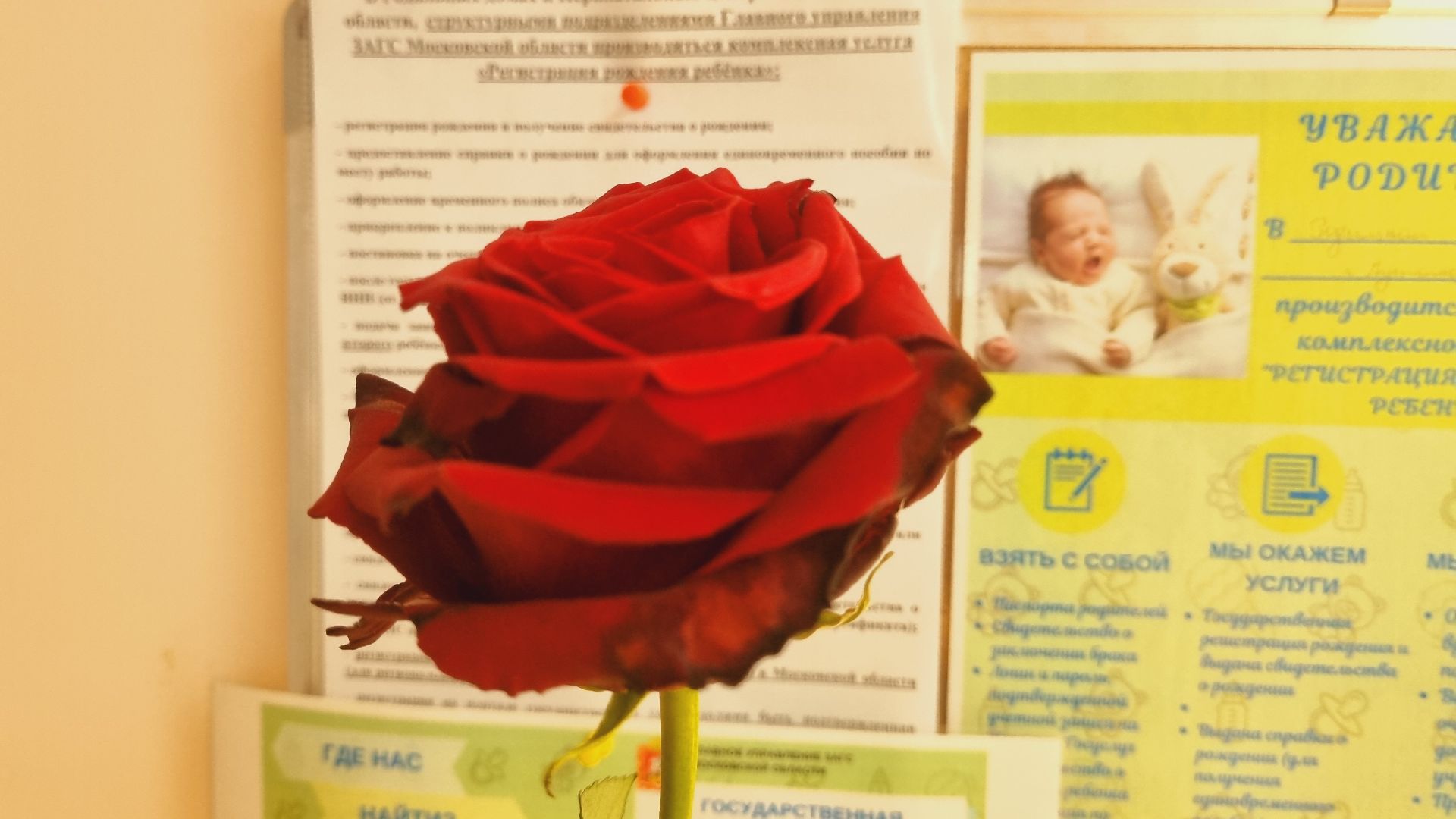 Подмосковье, Городской округ Пушкинский, медицина, здравоохранение.