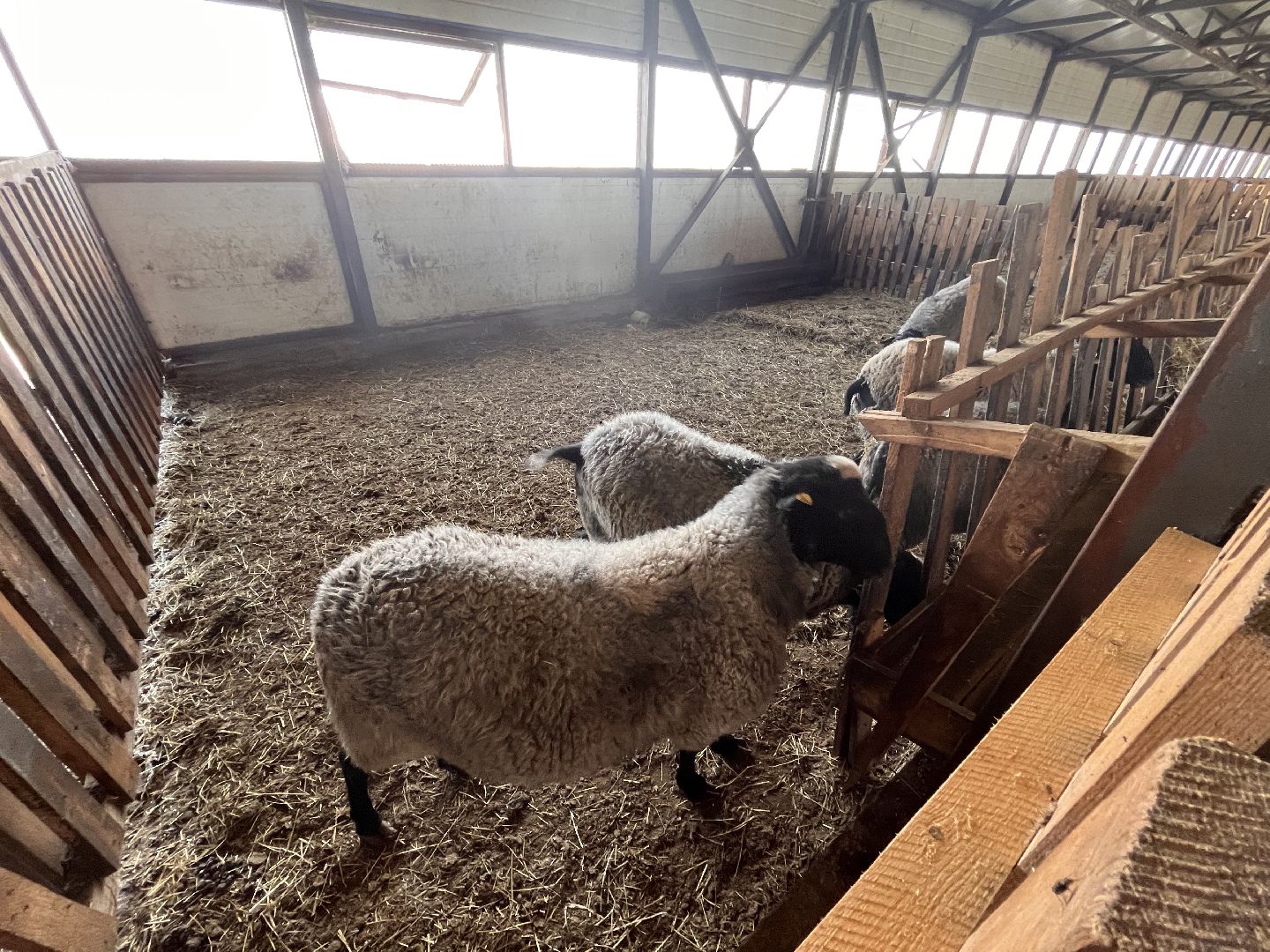 Шаховская, овцы, кфх, ферма