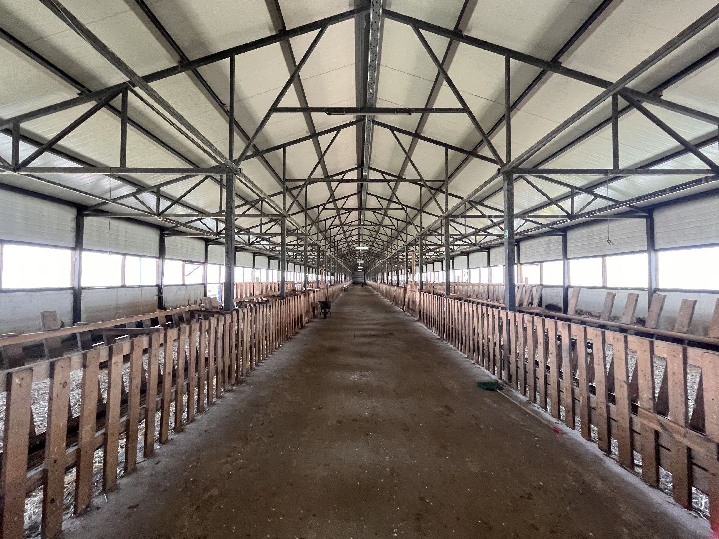 Шаховская, овцы, кфх, ферма